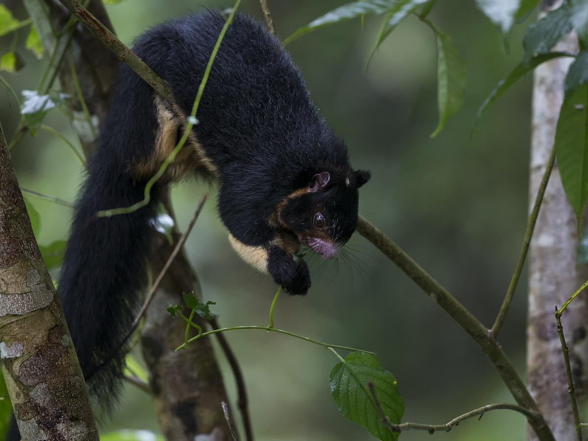 Sinharaja Forest Edge Deniyaya Luaran gambar